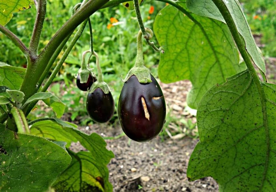 Eggplant salad