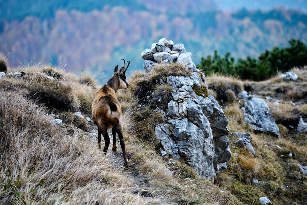Nature In Romania Wilderness And Breathtaking Landscapes