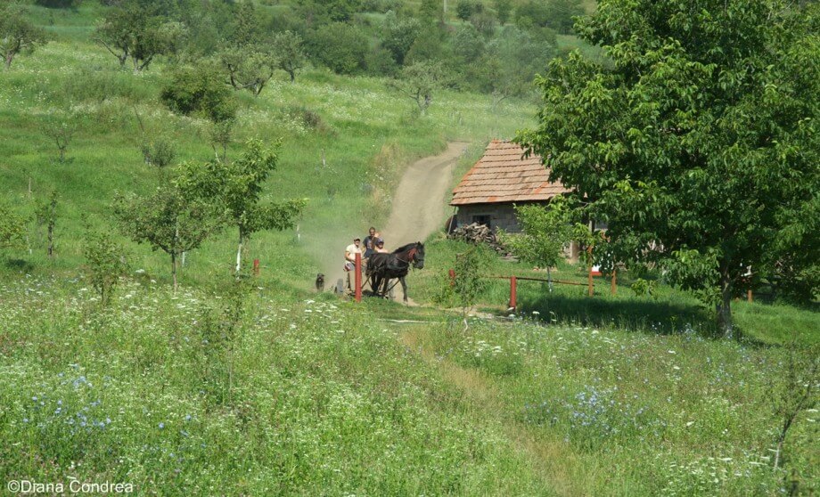 Malancrav