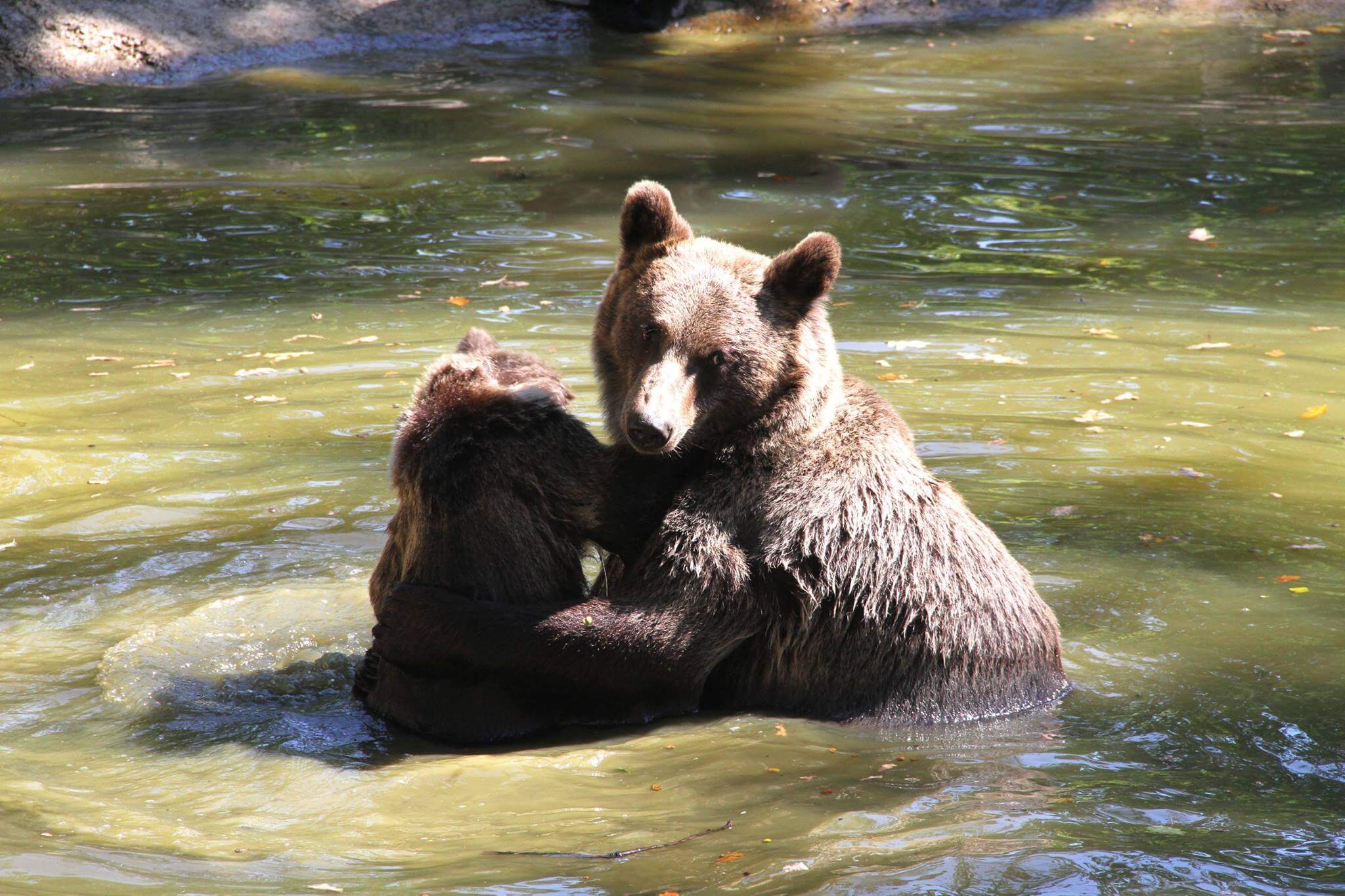 Zarnesti-Bear-Sanctuary