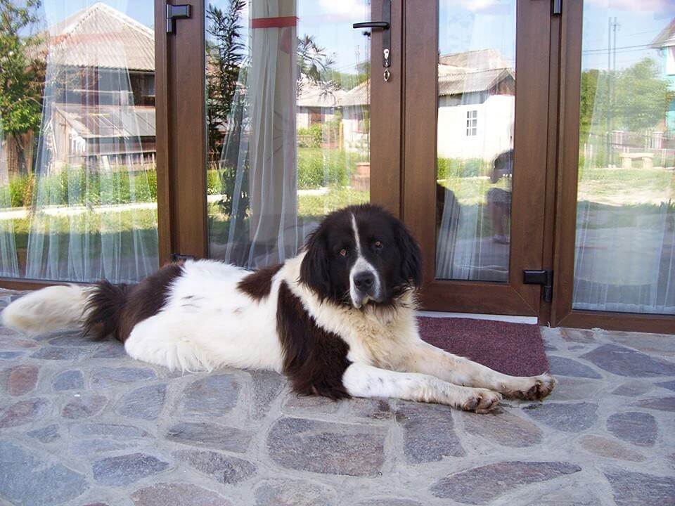 Pensiunea Mara Desesti